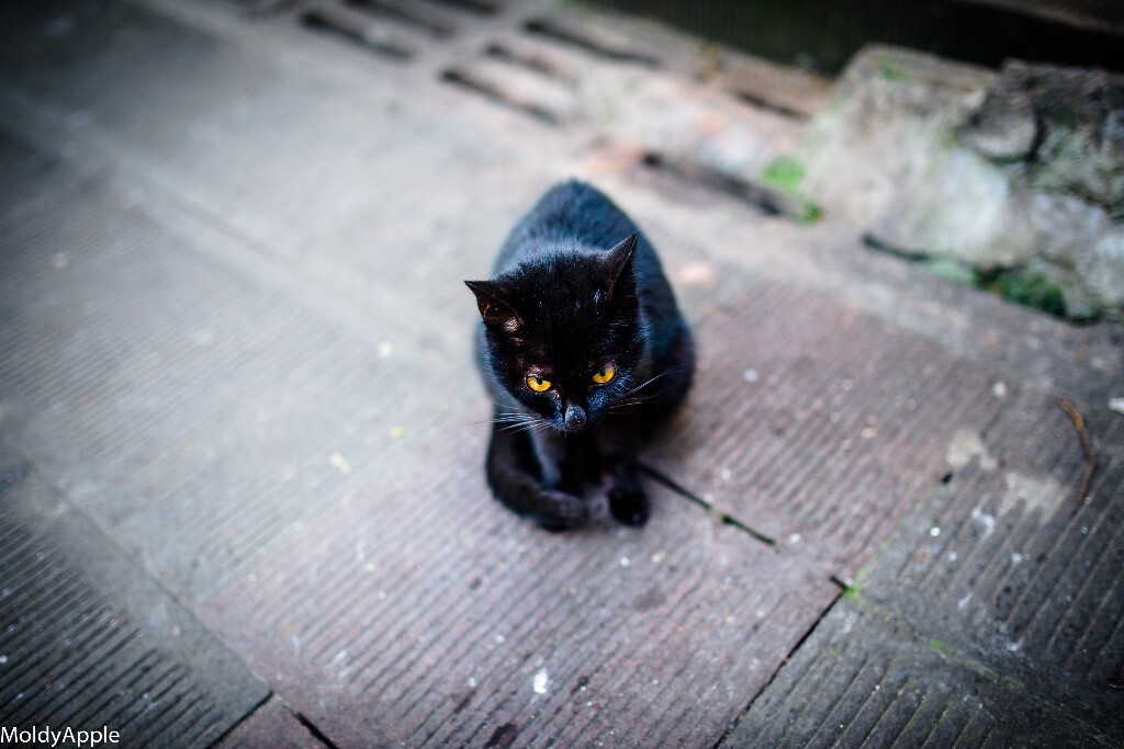 一只路边的小野猫，你蹲下来朝它招手，它就会躲在你脚下寻求温暖。