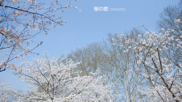 1356115