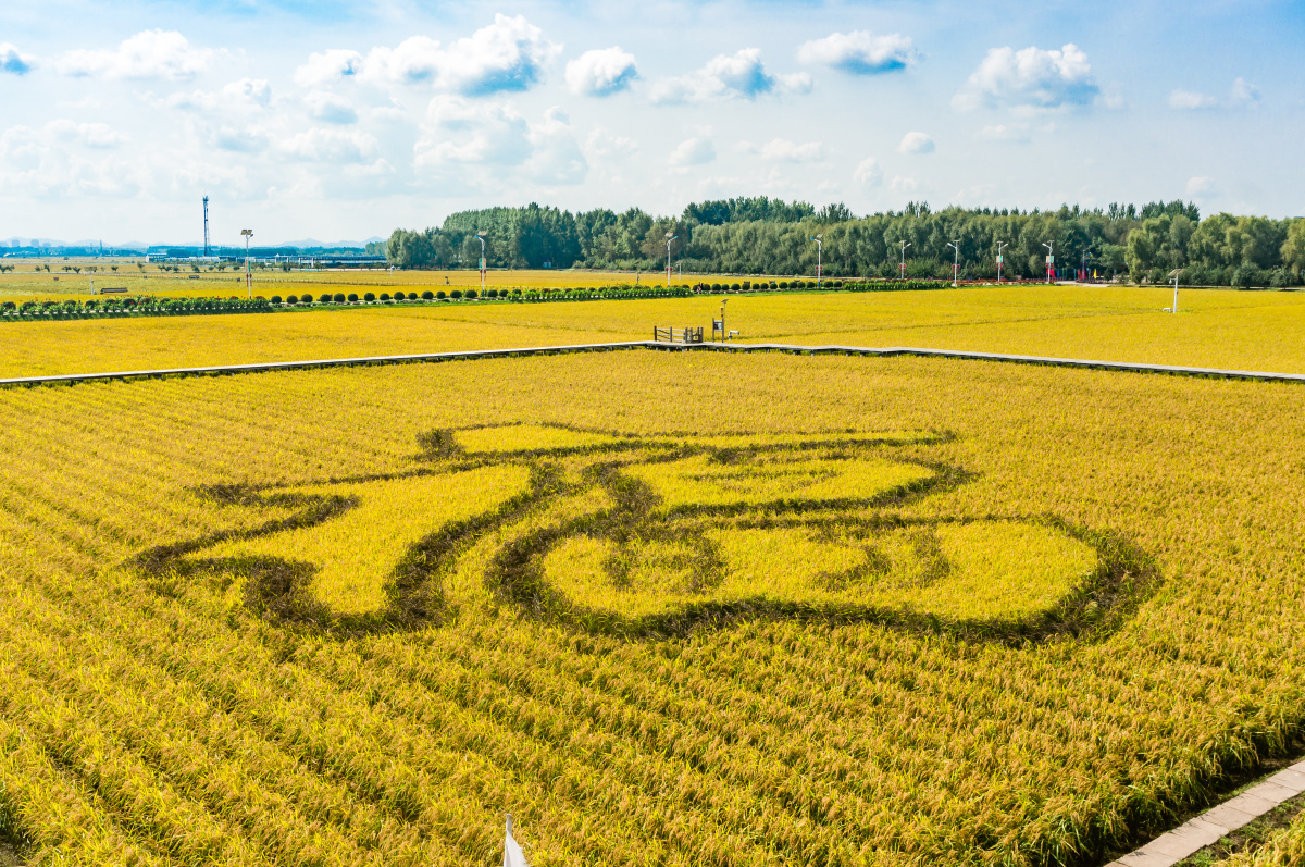 福满金秋丰收在望