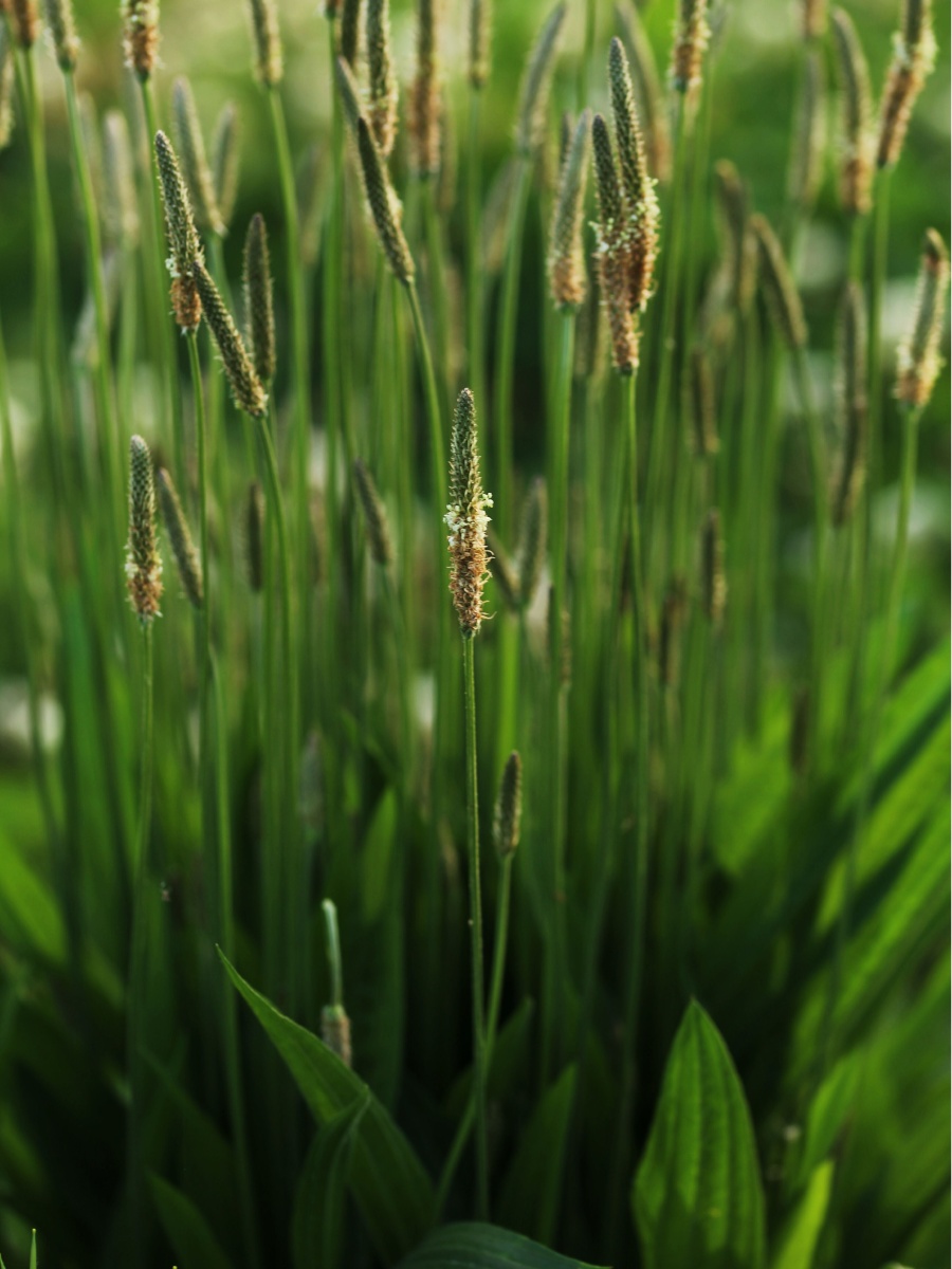 长叶车前草 - 伍棵树 - 图虫