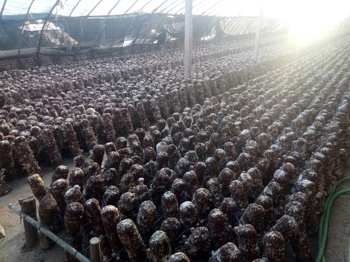 网箱水蛭养殖技术与市场前景,水蛭养殖一亩成本2万到4万左右