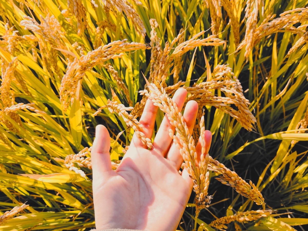 阿门阿千一颗葡萄树