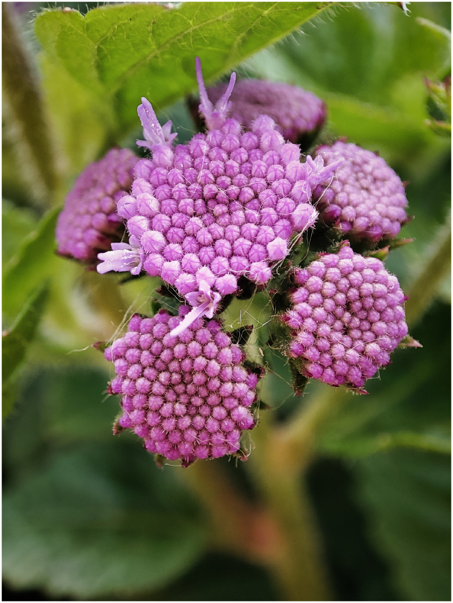 红米手机长焦微距