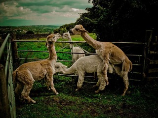 Sheffield - Fulwood lane, Mayfield Alpacas