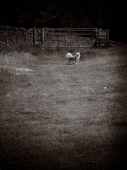 Sheffield - Quicksaw Farm