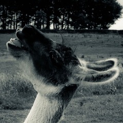 Sheffield - Mayfield Alpacas - 表情帝