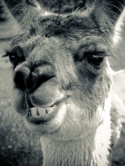 Sheffield - Mayfield Alpacas - 表情帝