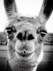 Sheffield - Mayfield Alpacas - 表情帝