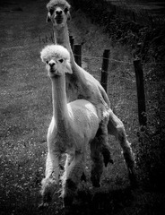 Sheffield - Mayfield Alpacas