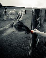 Sheffield - Mayfield Alpacas - Scent