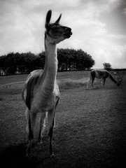 Sheffield - Mayfield Alpacas