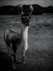 Sheffield - Mayfield Alpacas