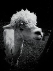 Sheffield - Mayfield Alpacas