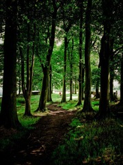 Sheffield Fulwood