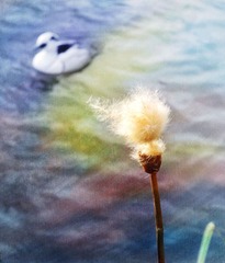 LONDON - Dandelion