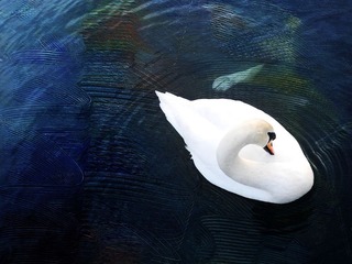 LONDON - Swan