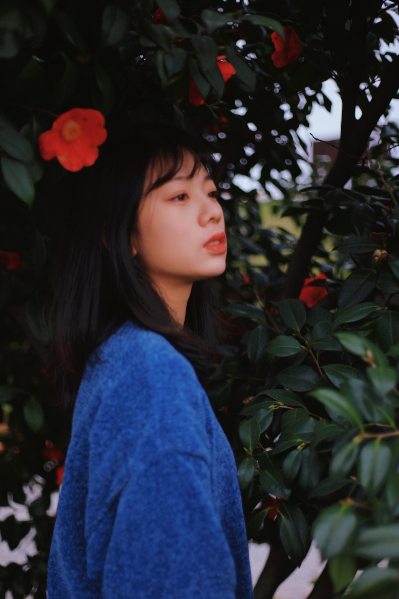 少女邂逅山茶花