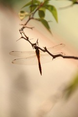 IMG_5615.JPG