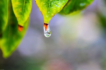 IMG_0078.jpg