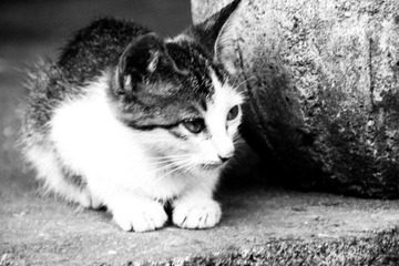 沧桑可怜的猫儿