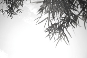 竹