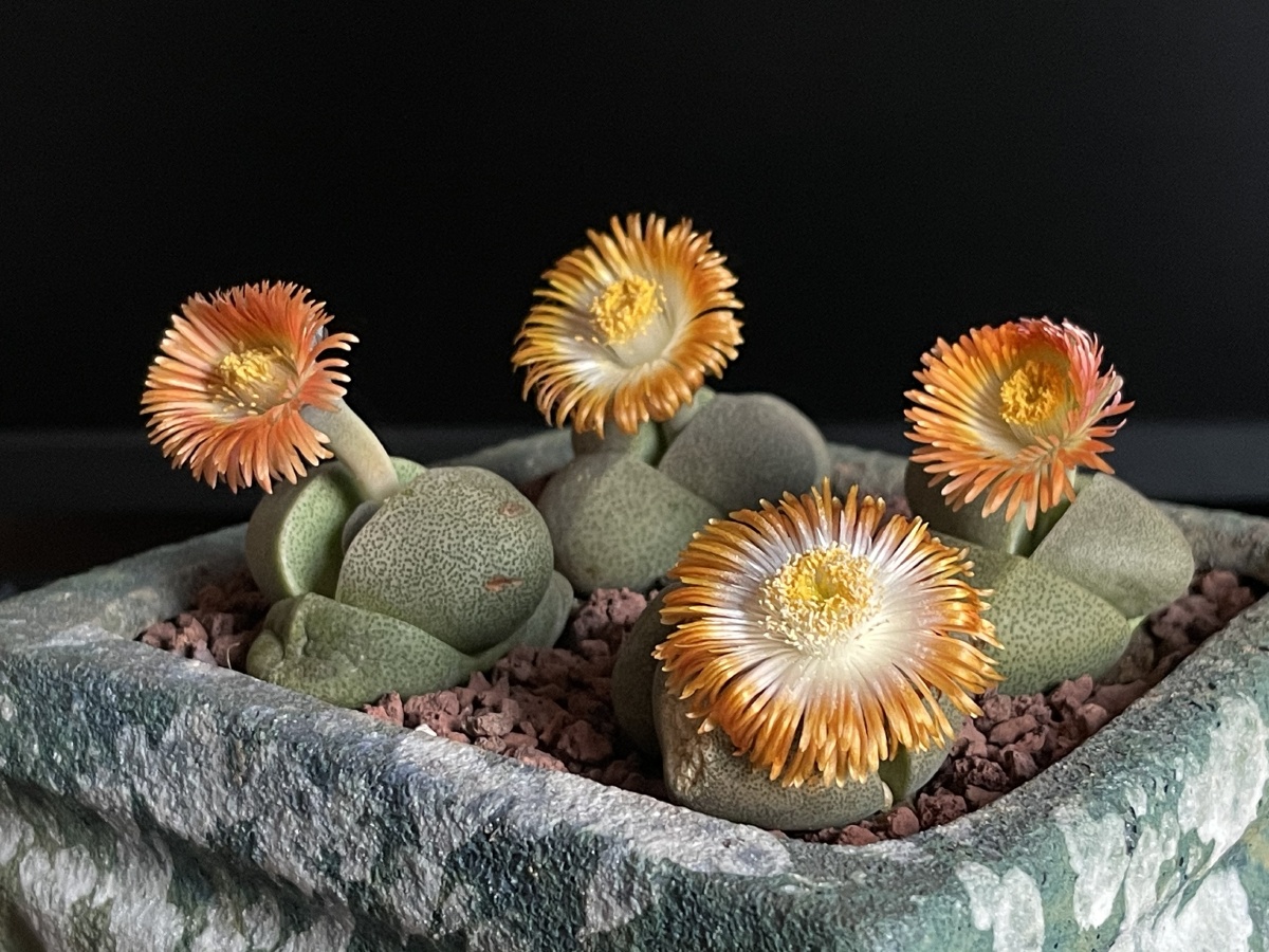 绿帝玉这个东西居然会开花而且到了晚上又会闭老查了形色识图竟然不