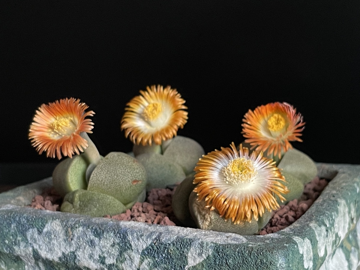 绿帝玉这个东西居然会开花而且到了晚上又会闭老查了形色识图竟然不