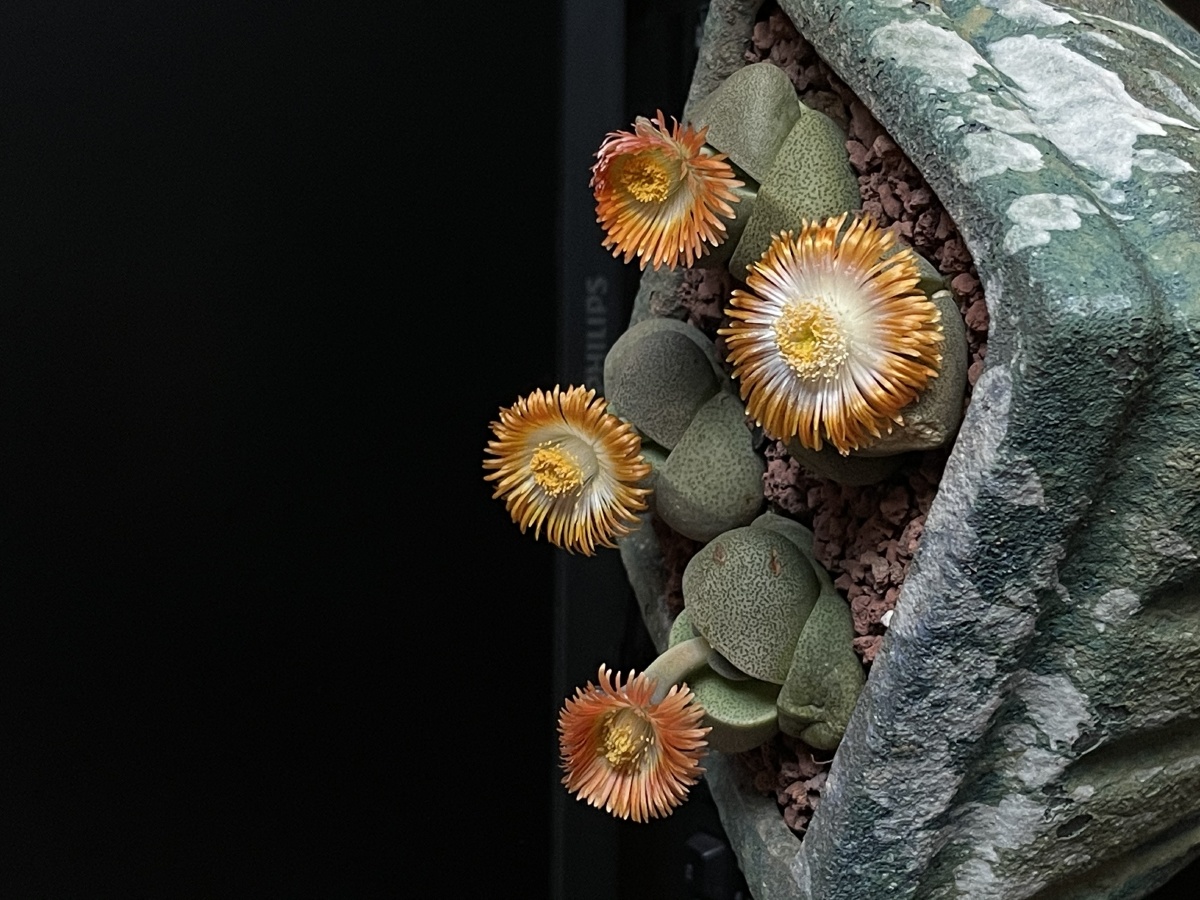 绿帝玉这个东西居然会开花而且到了晚上又会闭老查了形色识图竟然不