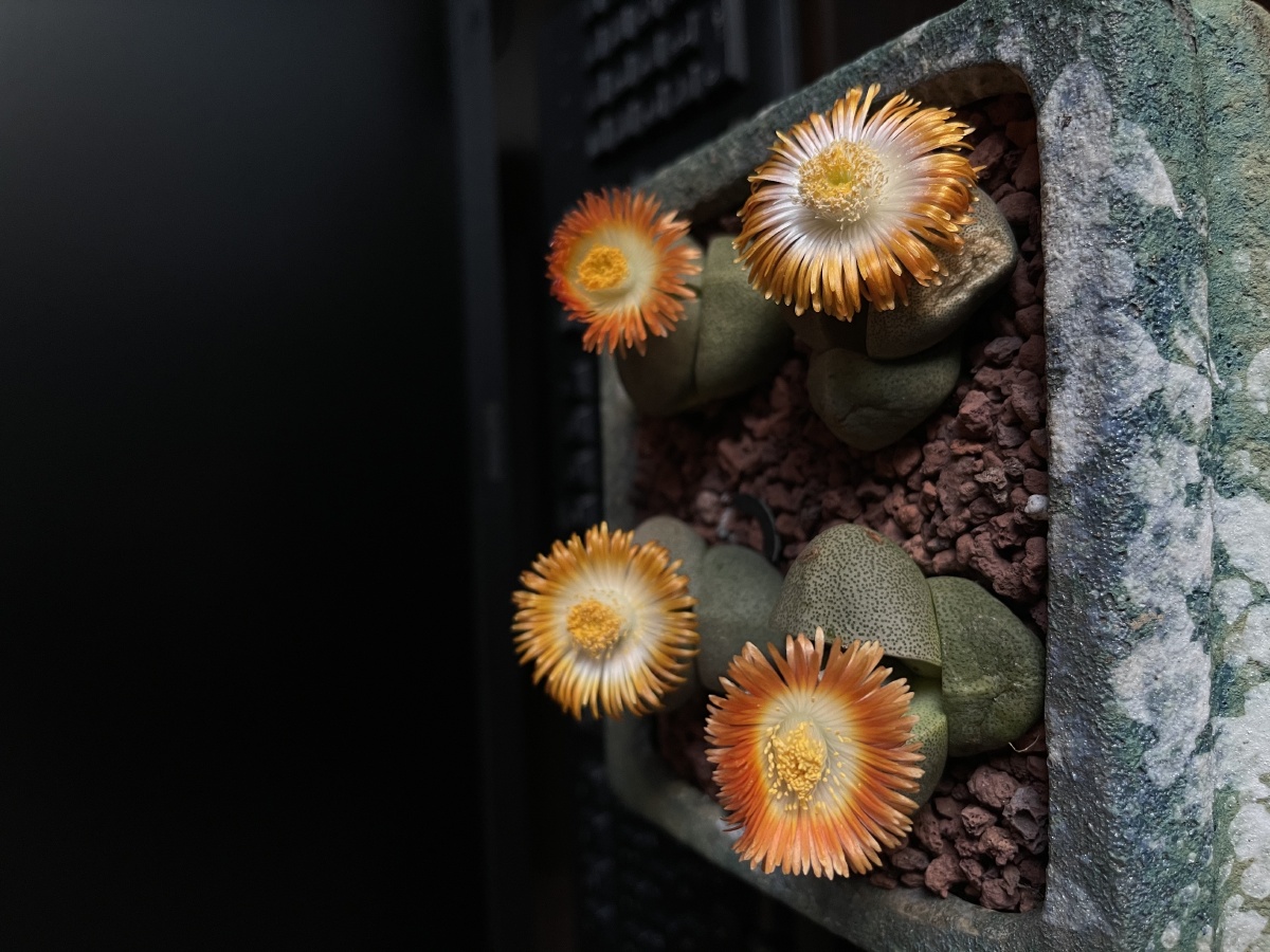 绿帝玉这个东西居然会开花而且到了晚上又会闭老查了形色识图竟然不