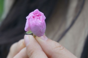 花卉2