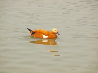 250098