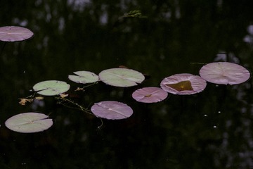“DSC_1436”为智能对象-1