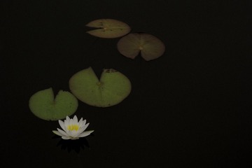 “DSC_1457”为智能对象-1