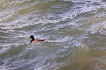 DSCF0014