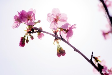 DSC_1181-1sy