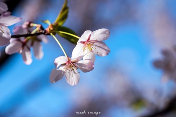 DSC_1962-1sy
