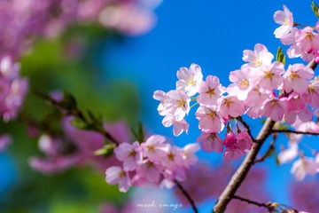 DSC_2019-1sy