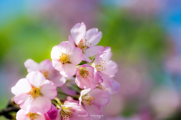 DSC_2090-1sy