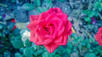 F6A47E6C-E438-424C-9529-2FF262B2388F/L0/001