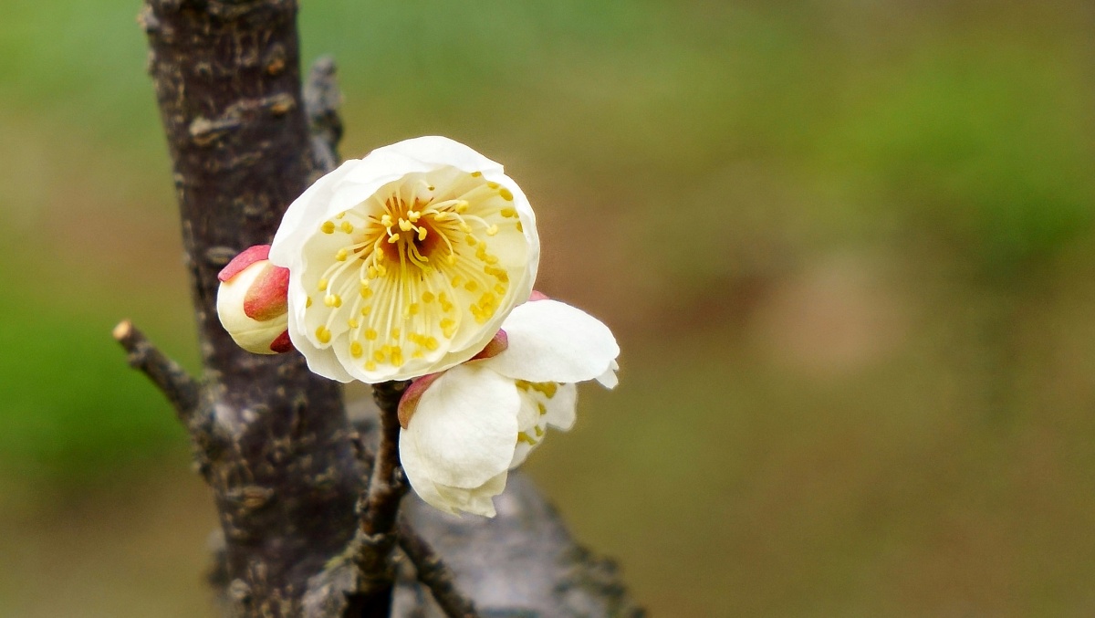 白梅@梅花山