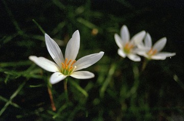 IMG-5000-45747-135