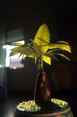 IMG-5000-66627-135