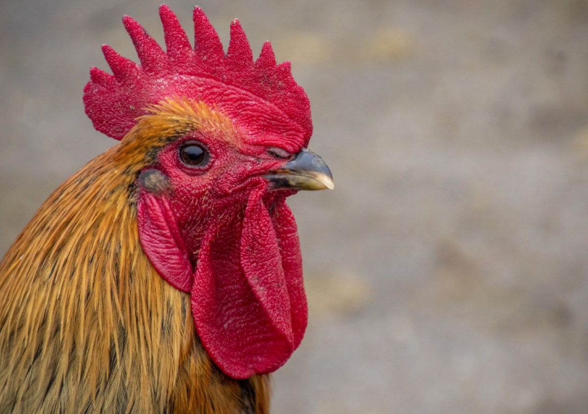 这不是原鸡是一只纯正的可以炖汤的大公鸡