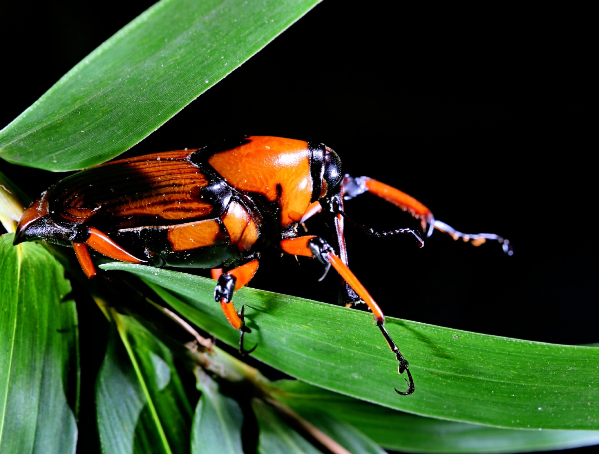 中文名:竹象拉丁学名:cyrtotrachelus longimanus (fabr) 界:动物界门