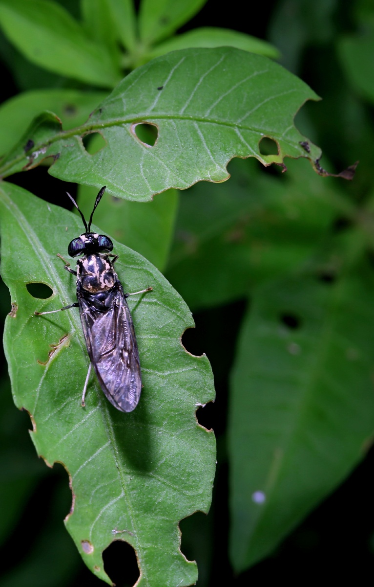 中文名:黑水虻外文名:hermetia illucens 拉丁学名:hermetia illucens