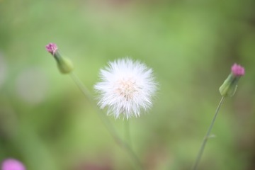1126254