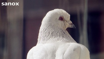 sanox45