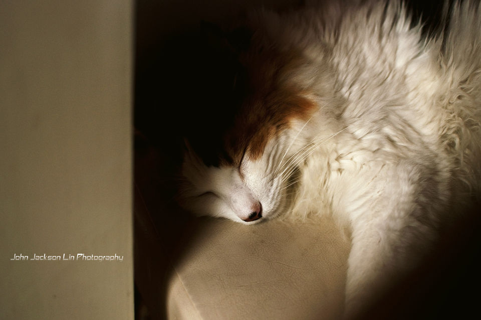 废话不多,上图          cat02  午后睡懒觉的小懒猫