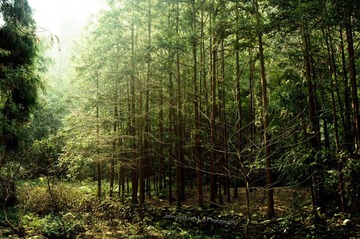 「印象温州」小树林 - 雁荡山 小龙湫景区