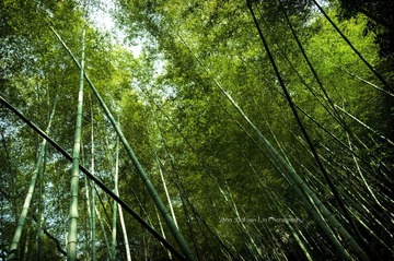 「印象温州」竹林 - 雁荡山 小龙湫景区